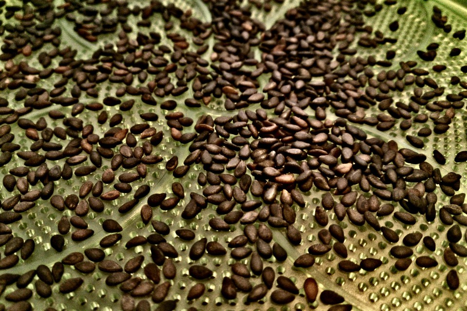 Sezam detail
